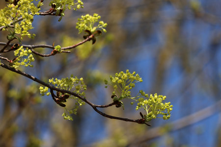 Blooming branches of the maple tree. Spring blossoms.の写真素材