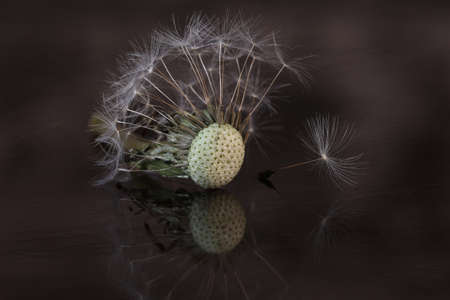 Withered dandelion on a dark background close-upの写真素材
