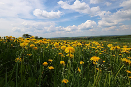 Spring landscape. Dandelions. Spring landscape with dandelion fieldの写真素材