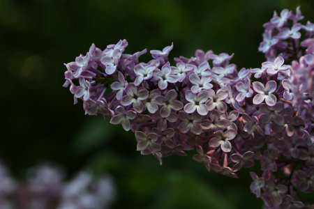 Branch of lilac flowers with the leaves.の写真素材