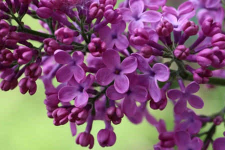 Branch of lilac flowers with the leaves.の写真素材