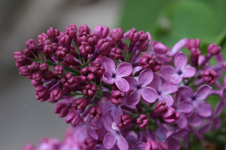 Branch of lilac flowers with the leaves.の写真素材