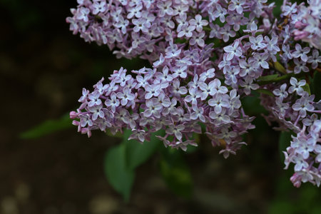 Branch of lilac flowers with the leaves.の写真素材
