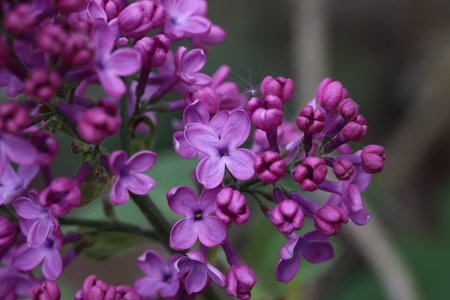 Branch of lilac flowers with the leaves.の写真素材