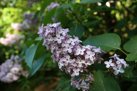Branch of lilac flowers with the leaves.の写真素材