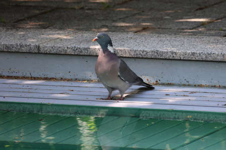 A wild pigeon flew to the pool to drink waterの写真素材