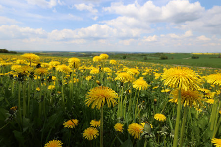 Field of dandelions. Spring landscape with dandelion fieldの写真素材
