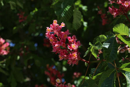 Red Chestnut, Aesculus carnea, Hybrid Aesculus hippocastanumの写真素材