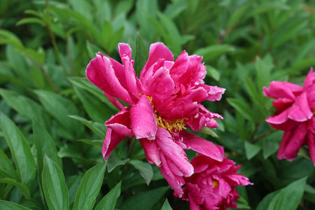 Pink peonies in the garden. Blooming pink peony after the rain.の写真素材