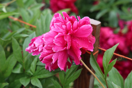 Pink peonies in the garden. Blooming pink peony after the rain.の写真素材