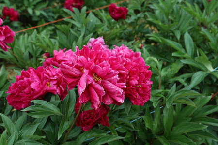 Pink peonies in the garden. Blooming pink peony after the rain.の写真素材