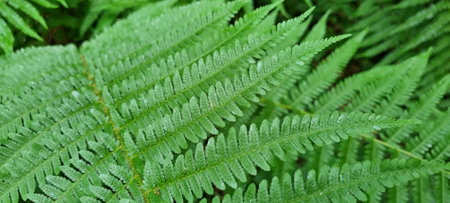 Remote. Beautiful green ferns in the forest.の写真素材