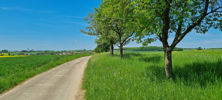 Summer landscape with a road among the fields.の写真素材