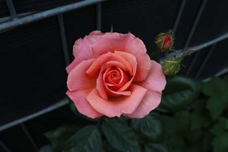 Red Roses on a bush in a gardenの写真素材
