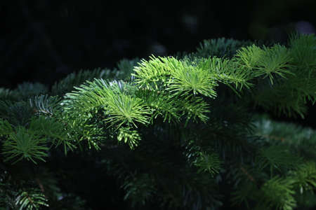 Beautiful fir branches on a dark background.の写真素材