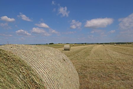 Landscape with harvested fields and rolls of hay.の写真素材