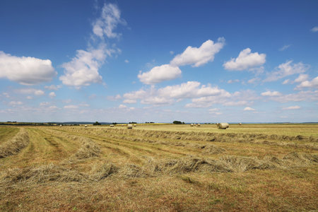 Landscape with harvested fields and rolls of hay.の写真素材
