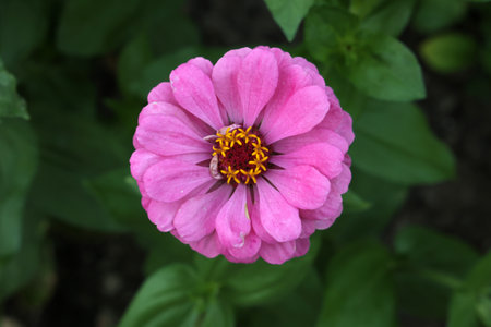 Isolated natural zinnia flower on green background.の写真素材