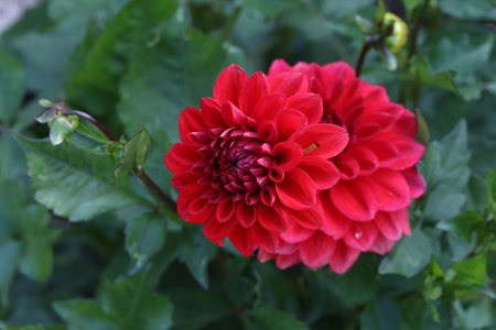 Red Color Dalia Flower In The Park.の写真素材