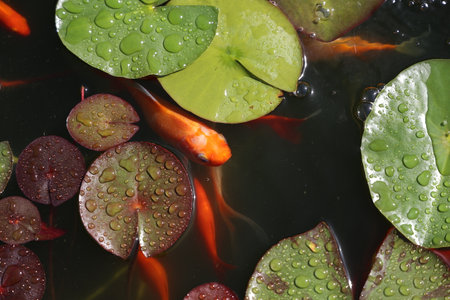 Beautiful goldfish swim in the garden pond.の写真素材