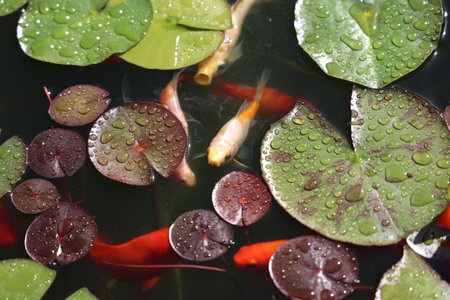 Beautiful goldfish swim in the garden pond.の写真素材