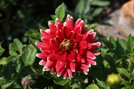 Red Color Dalia Flower In The Park.の写真素材