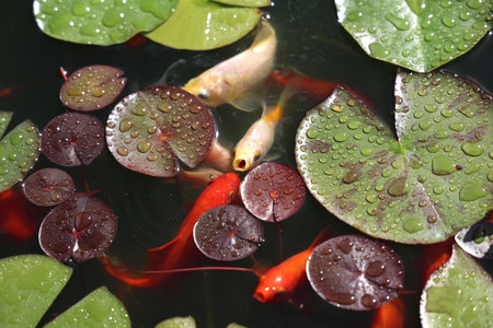 Beautiful goldfish swim in the garden pond.の写真素材