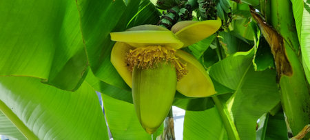 Banana flowers on a background of foliage. Cluster of the future fruits of a banana during flowering. Banana is a large herbaceous plant native to Southeast Asia.の写真素材