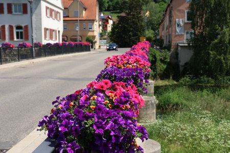 Flowering petunia on the railing of the bridge.の写真素材