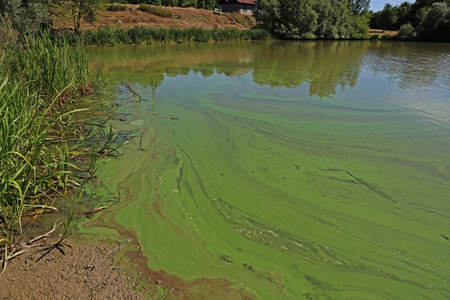 Dark green colored algae that fill the lake.の写真素材