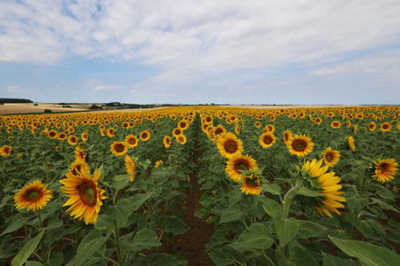 Sunflowers. Blooming field of sunflowers in summer.の写真素材