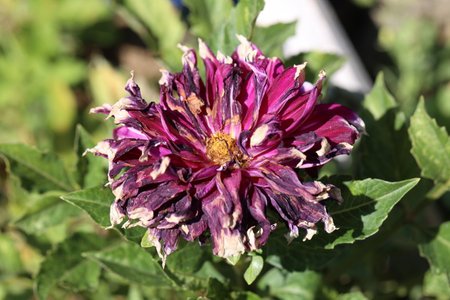 Dahlia flower burnt in the sun on a very hot day.の写真素材