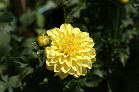 Yellow Color Dalia Flower In The Park.の写真素材