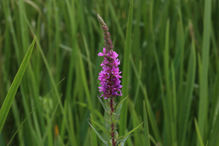 Purple loosestrife (Lythrum salicaria) inflorescence. Flower spike of plant in the family Lythraceae, associated with wet habitatsの写真素材