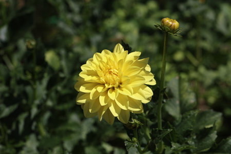 Yellow Color Dalia Flower In The Park.の写真素材
