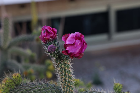 Beautiful cactus flowers in a garden in the south.の写真素材