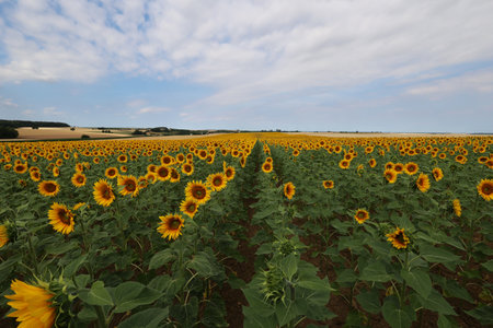 Sunflowers. Blooming field of sunflowers in summer.の写真素材