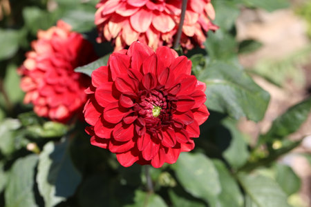 Red Color Dalia Flower In The Park.の写真素材
