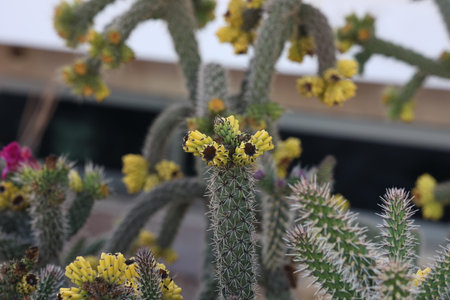 Beautiful cactus flowers in a garden in the south.の写真素材