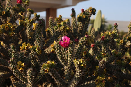 Beautiful cactus flowers in a garden in the south.の写真素材