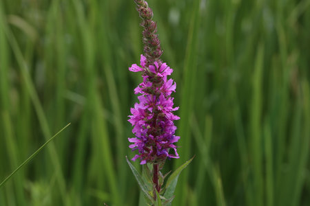 Purple loosestrife (Lythrum salicaria) inflorescence. Flower spike of plant in the family Lythraceae, associated with wet habitatsの写真素材