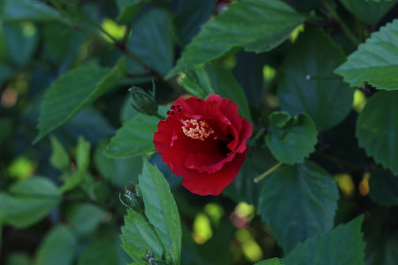 Close-up of a beautiful Hibiscus rosa-sinensis or Chinese Hibiscus flower.の写真素材