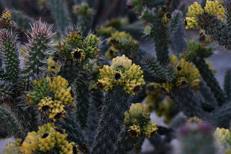 Beautiful cactus flowers in a garden in the south.の写真素材