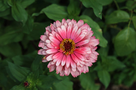 Isolated natural zinnia flower on green background.の写真素材