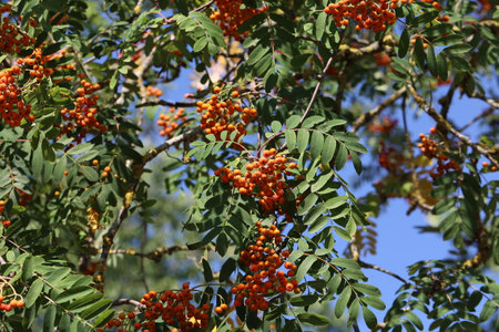 Red rowan berries on the rowan tree branches.の写真素材