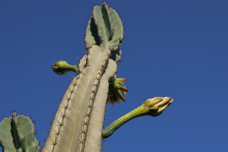 Beautiful cactus flowers in a garden in the south.の写真素材