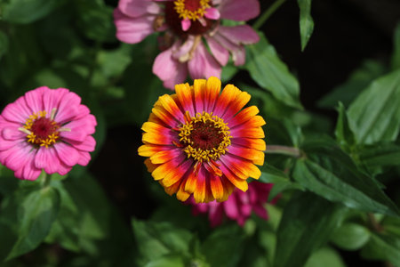 Isolated natural zinnia flower on green background.の写真素材