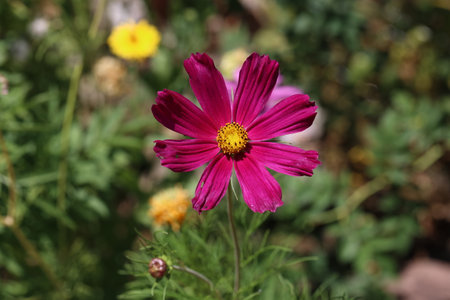 Cosmos flower on a green background. Purple cosmos flower on a green background.の写真素材