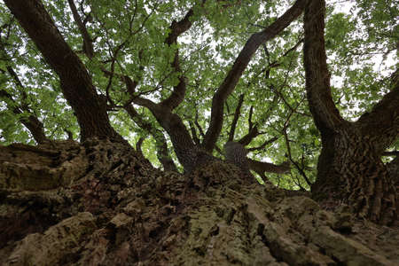 Branchy crown and trunk of a millennium oakの写真素材