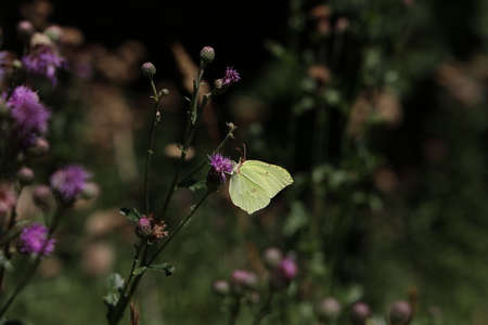 Beautiful butterflies sit on flowers and drink nectarの写真素材